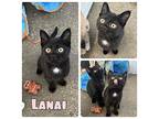 Lanai - NN - SR 2 Domestic Shorthair Kitten Female
