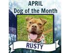 Adopt Rusty Lizman a Pit Bull Terrier