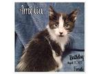 Amelia Domestic Mediumhair Kitten Female