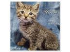 Mario Domestic Shorthair Kitten Male