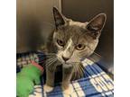 Sprinkle Domestic Shorthair Young Female