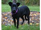 RENA Hound (Unknown Type) Young Female