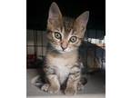Fern, Wilbur and Charlotte (Courtesy Post) Domestic Shorthair Young Female