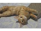 Shi Shi Domestic Shorthair Young Male