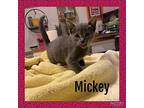 Mickey Domestic Shorthair Young Female