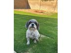 Saint Shih Tzu Adult Male