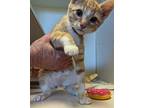 Ricky Domestic Shorthair Kitten Male