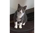 Duck Domestic Shorthair Young Female
