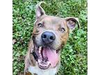 Walter American Staffordshire Terrier Adult Male