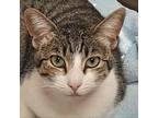 Checkers Domestic Shorthair Young Female