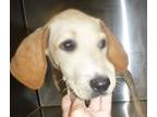 Jamie 33975-d Hound (Unknown Type) Young Female