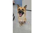 Cassandra 33940-d Norwegian Buhund Adult Female