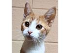 Beau Domestic Shorthair Kitten Male