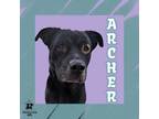 Adopt Archer a Mixed Breed