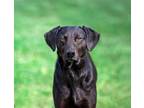 Adopt Asher a Black Labrador Retriever