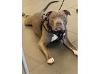 Adopt Booker a Pit Bull Terrier