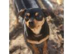 Adopt Gizmo a Miniature Pinscher, Mixed Breed