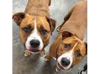 Adopt Buster and Trigger a Boxer