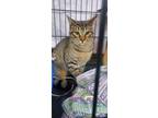 Adopt Slicer a Bengal