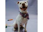 Adopt Pugsley Streets a Pit Bull Terrier