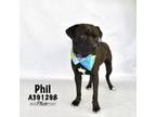 Adopt PHIL a Pit Bull Terrier, Mixed Breed