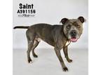 Adopt SAINT a Pit Bull Terrier, Mixed Breed