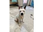 Adopt Giddy Up a Pit Bull Terrier, Australian Cattle Dog / Blue Heeler