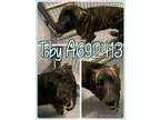 Adopt TOBY a American Staffordshire Terrier