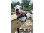 Adopt Cornbread Dressing a Staffordshire Bull Terrier, Mixed Breed