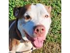 Adopt DIESEL a American Staffordshire Terrier