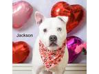 Adopt Jackson a Pit Bull Terrier, Boxer