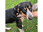 Adopt Cosmo a Bluetick Coonhound