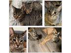 Adopt Froggy & Squeaky a Domestic Short Hair
