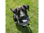 Adopt Rick a Black Labrador Retriever