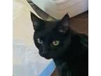 Adopt Samson (Peg-Fostered in TN) a Domestic Short Hair