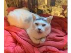 Adopt Abom (Peg-Fostered in TN) a Dilute Calico