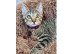 Adopt Jelly Bean a Domestic Short Hair