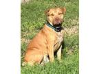 Adopt Canelo a American Staffordshire Terrier