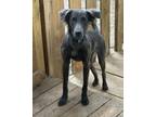 Adopt Frito a Border Collie, Weimaraner