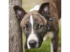 Adopt BUMBLEBEE a Staffordshire Bull Terrier