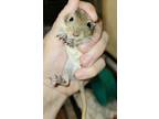 Adopt Jesse a Gerbil