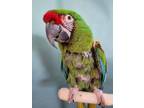 Adopt Marvin a Macaw
