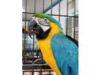 Adopt Harley a Macaw