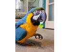 Adopt Rocco a Macaw