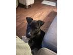 Adopt Rigby a Pit Bull Terrier, American Staffordshire Terrier