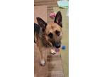 Adopt Rhino 2990 a German Shepherd Dog