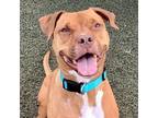 Adopt Chief a American Staffordshire Terrier