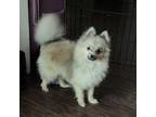 Pomeranian Puppy for sale in Houston, TX, USA