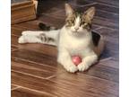 Adopt Pippin a Domestic Short Hair, Tabby