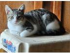 Adopt Sam a Tabby, Domestic Short Hair